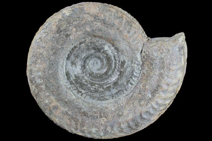 Jurassic Ammonite (Hildoceras) - England #85247
